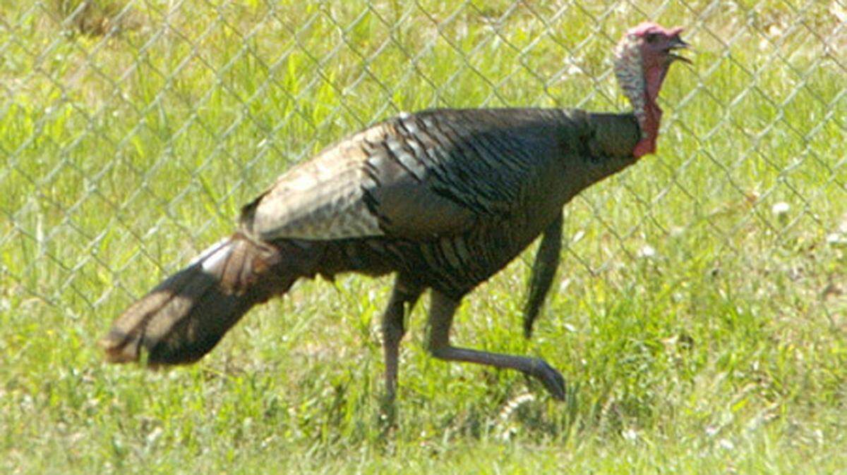 WOODY MARSHALL/The Telegraph 
 A turkey roams along the fence at the Town Creek Reservoir in this May 2008 file photo.