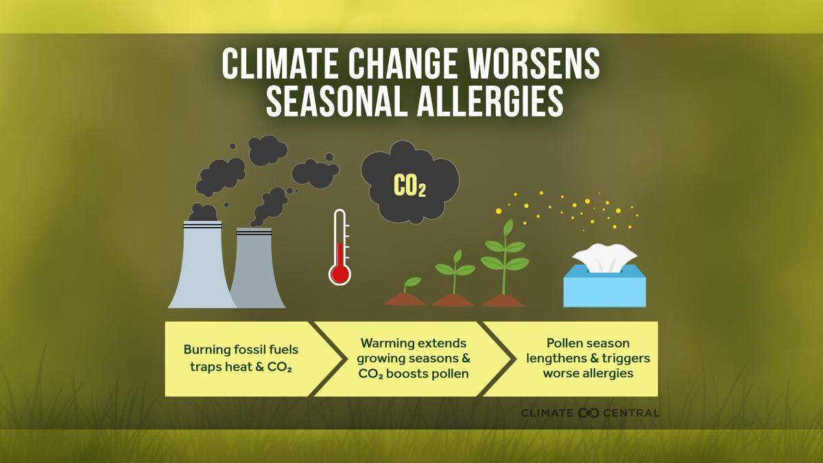 Climate change worsens allergies in certain U.S. cities.