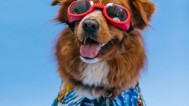 When is it too hot for your dog to be outside in GA? Here’s what experts say