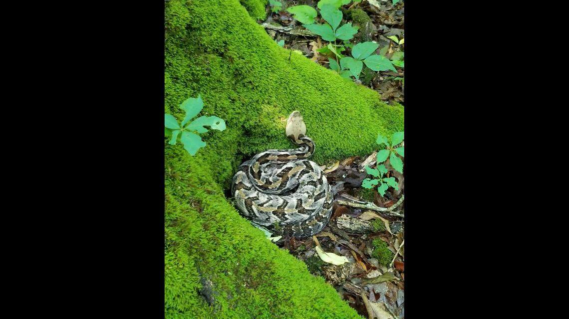 This is a close up, showing the timber rattlesnake was just feet away from a state employee when seen.