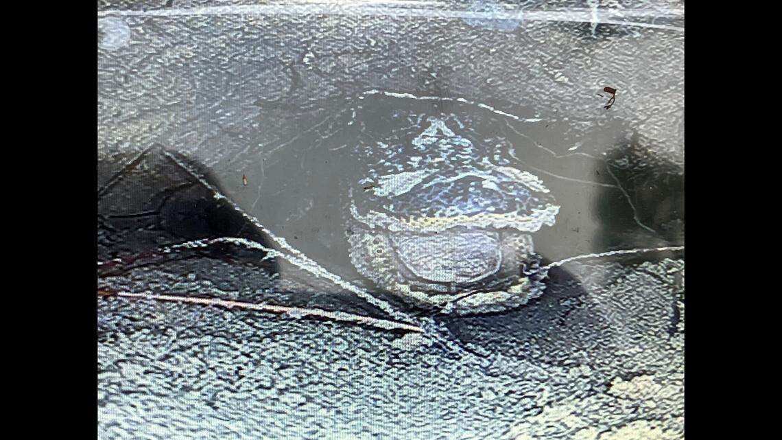 Camera sent into gopher tortoise burrow discovers an alligator is hiding inside, Georgia biologists say.