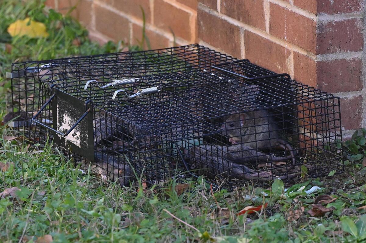 Dead and alive rats sit in a trap in the yard of Helen Jones on Thursday, Dec. 12, 2024, in Warner Robins, Georgia. Jones rents the house next door to the condemned property and reports seeing dozens of rats every night on the brick fence separating their houses and even said that the rats have come inside of her house.