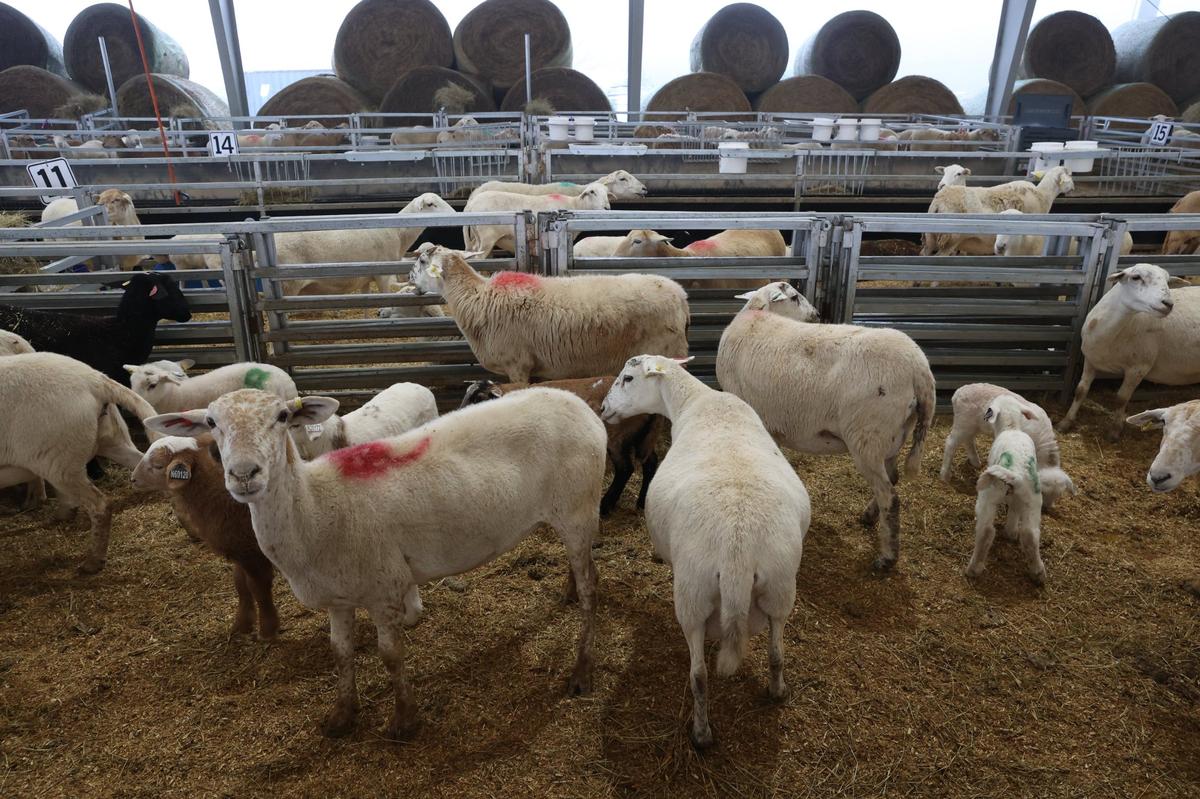 Ewes and lambs stand inside of a pen in the Silicon Ranch lambing barn on Wednesday, Feb. 12, 2025, at Houston Solar Project in Elko, Georgia. The lambing barn, which finished in late 2023, currently holds hundreds of sheep and lambs, which are monitored, recorded and then released out to the pasture. Silicon Ranch breeds its own sheep to enhance parasite resistance and to adapt to the climate in the southeast.
