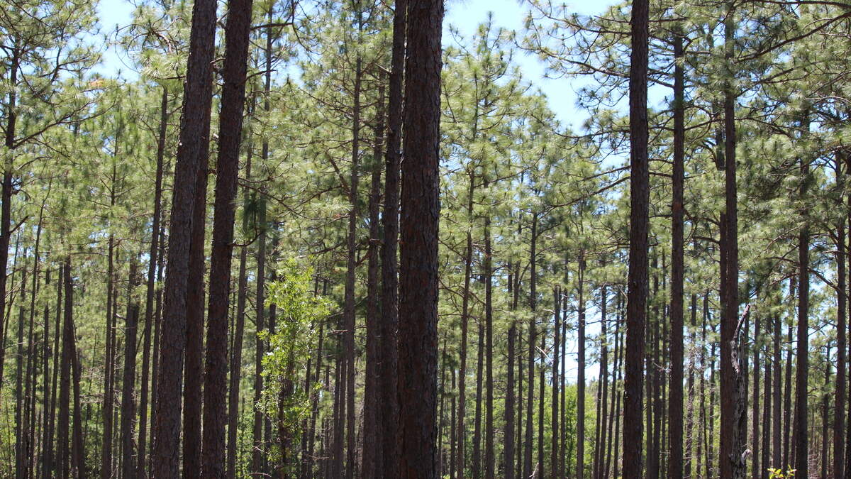 A stand of longleaf pine on private land in central Georgia. Federal grant money will fund similar restoration work in the state.