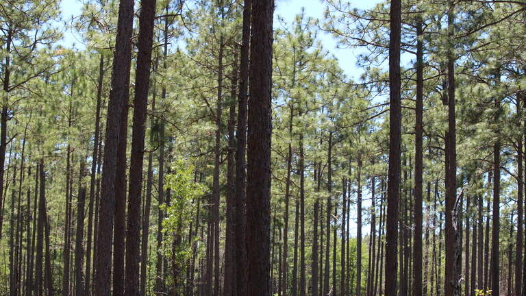 Georgia’s longleaf pine needs help. $2.9M coming soon for restoration