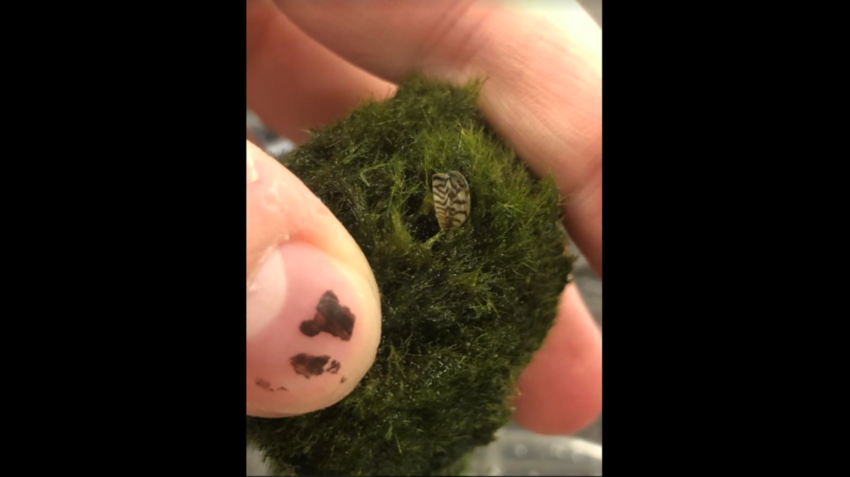 The N.C. Wildlife Resources Commission is warning anyone who has bought aquarium moss balls that the product man contain an invasive species of mussel in it.