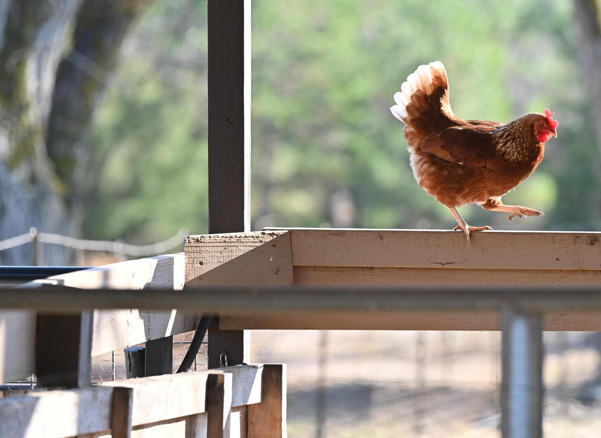 One of the hens at Grace Farms of Middle Georgia walks across a wooden beam at the farm on Friday, Feb. 7, 2025, in Fort Valley, Georgia. Grace Farms of Middle Georgia offers pasture raised goat, pork and chicken products. The most recent outbreak of bird flu has impacted small, organic family farms locally in Middle Georgia, who have seen a surge in sales with low supply state and nationwide.