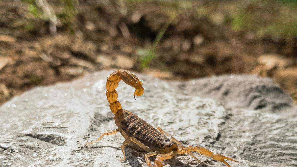 What scorpions are found in Georgia?