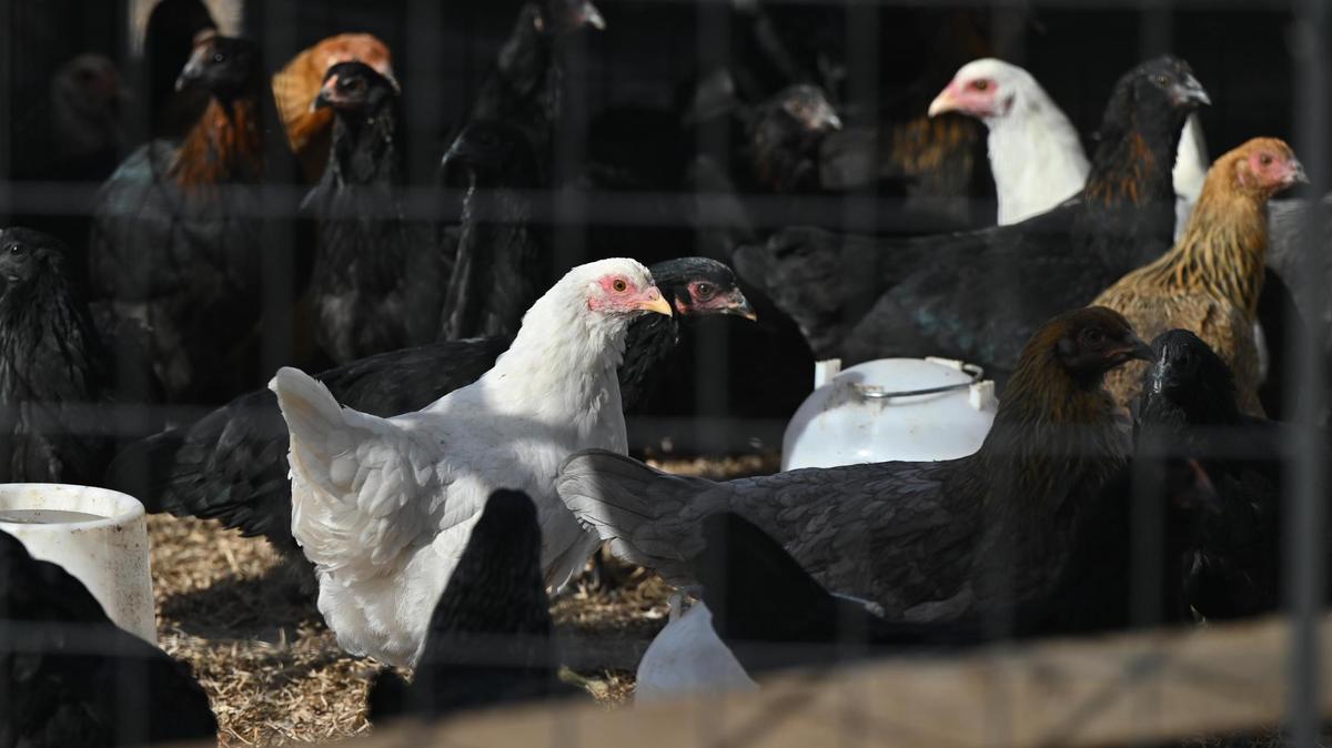 Some of the chickens at Not Forgotten Farmstead stand in a fenced area on Thursday, Jan. 30, 2025, in Macon, Georgia. Two bird flu cases were discovered in Georgia in January, prompting the suspension of all poultry activity in the state. During that time, Zuckschwerdt saw an increase in interest in her eggs and also more interest from customers on knowing exactly where their chicken products came from.