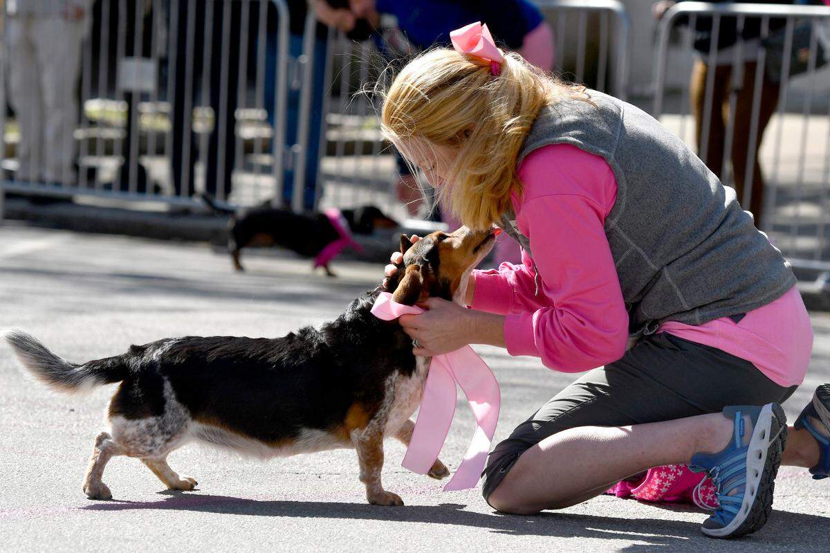 Kerri Fickling greets her dog Patches at the finish line after winning a heat Saturday during the Cherry Blossom Festival Wiener Dog Race.