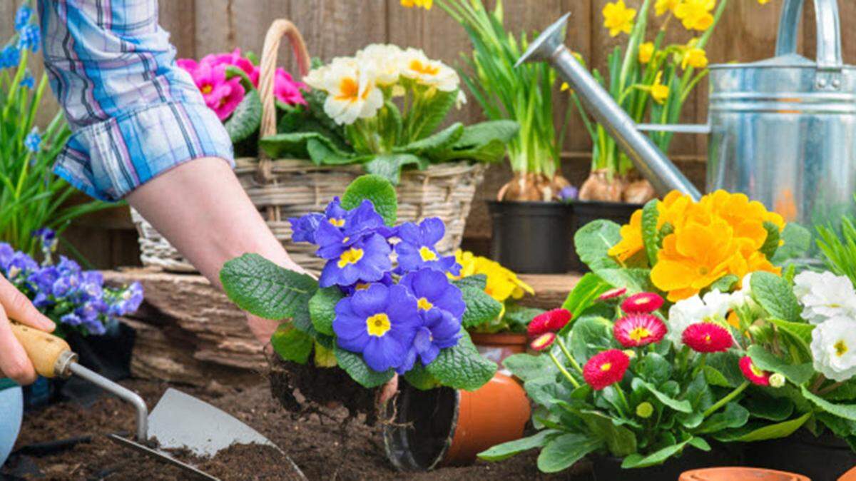An easy cure for spring fever is planning a garden.