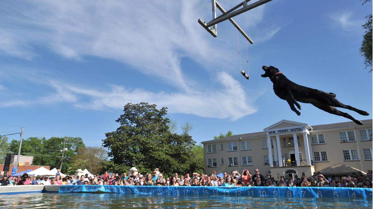Competitors in the dog dock diving contest showed their stuff to a big Dogwood Festival crowd in 2013.