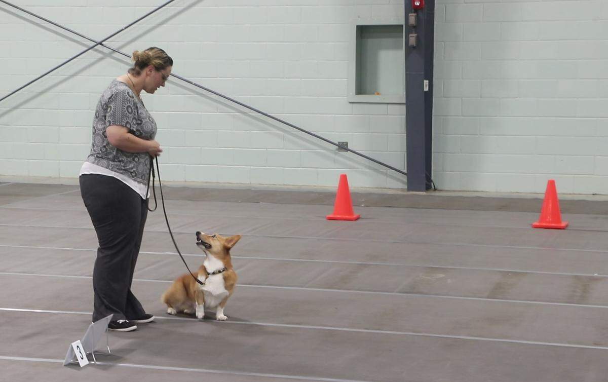 Tara Cotton takes her Pembroke Welsh Corgi, Tasha, through an obedience course at the Middle Georgia Kennel Club Dog Show in Perry on Sunday. Tasha won the obedience competition.