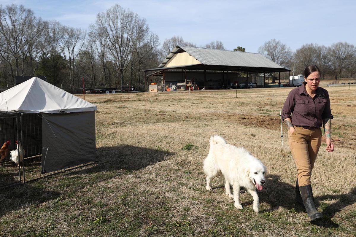 Not Forgotten Farmstead owner Cheryl Zuckschwerdt walks between her rows of chickens with one of her livestock guardian dogs Sasha on Thursday, Jan. 30, 2025, at Not Forgotten Farmstead in Macon, Georgia. Two bird flu cases were discovered in Georgia in January, prompting the suspension of all poultry activity in the state. During that time, Zuckschwerdt saw an increase in interest in her eggs and also more interest from customers on knowing exactly where their chicken products came from.