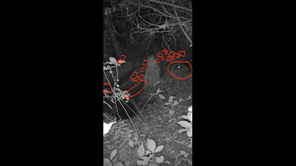 These red circles show where the alligators are hiding in this swamp photo, according to the Coastal Ecology Lab.