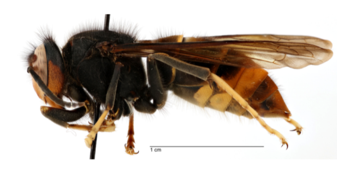 The yellow-legged hornet, native to Southeast Asia, has just been found for the first time in the U.S. in Savannah, Georgia, according to the Georgia Department of Agriculture. The wasps feed on honey bees and build nests that can hold an average of 6,000 workers.