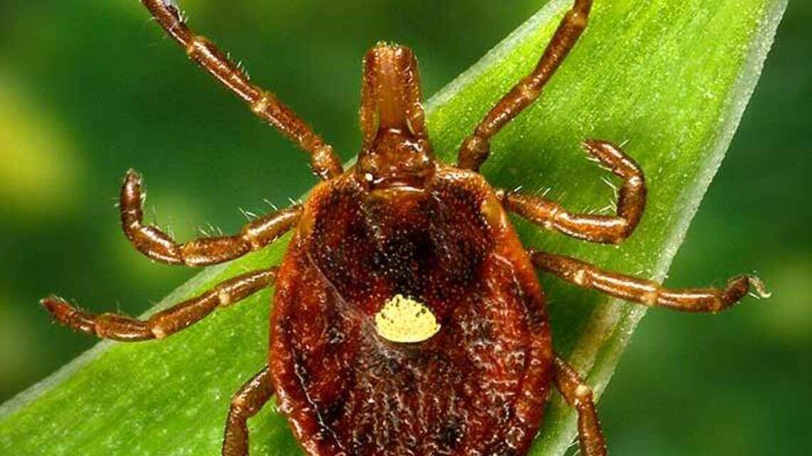 It’s likely to be an aggressive summer for ticks in KY. Here’s what to look out for
