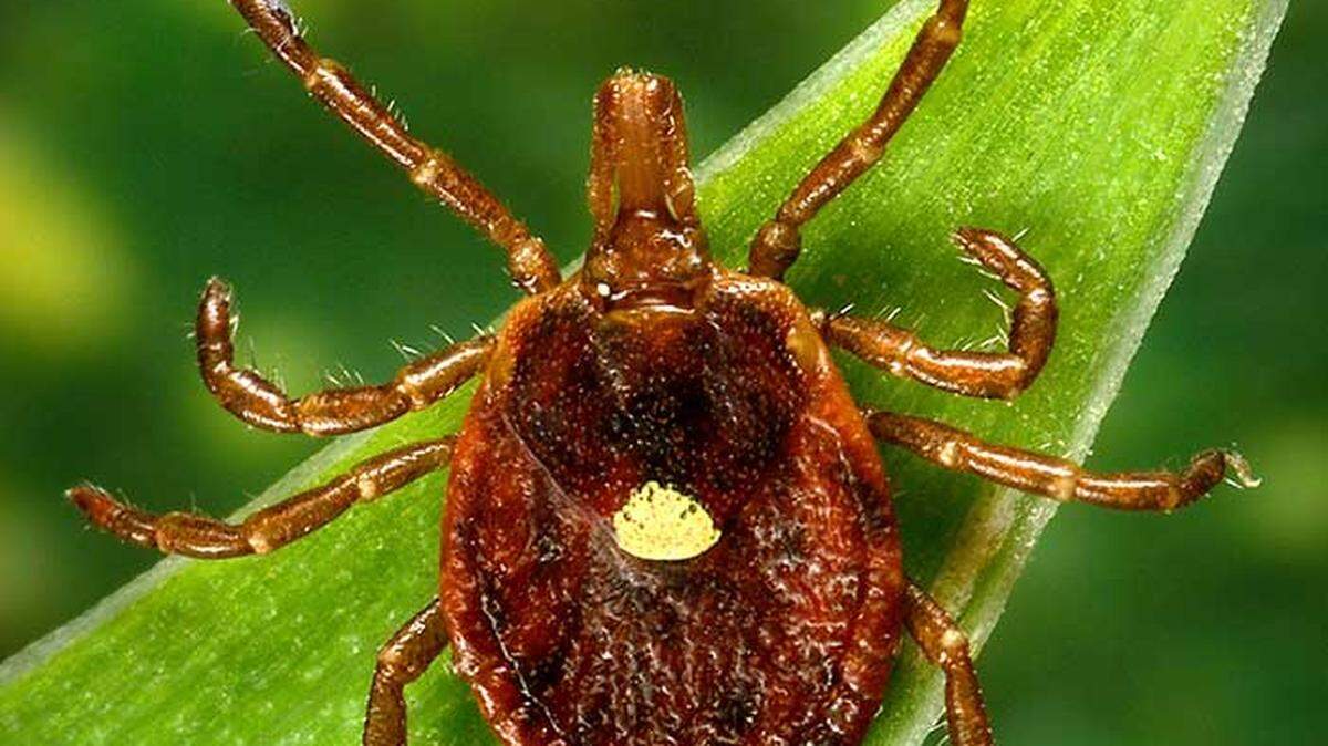 The lonestar tick has a yellowish-white spot in the middle of its back.