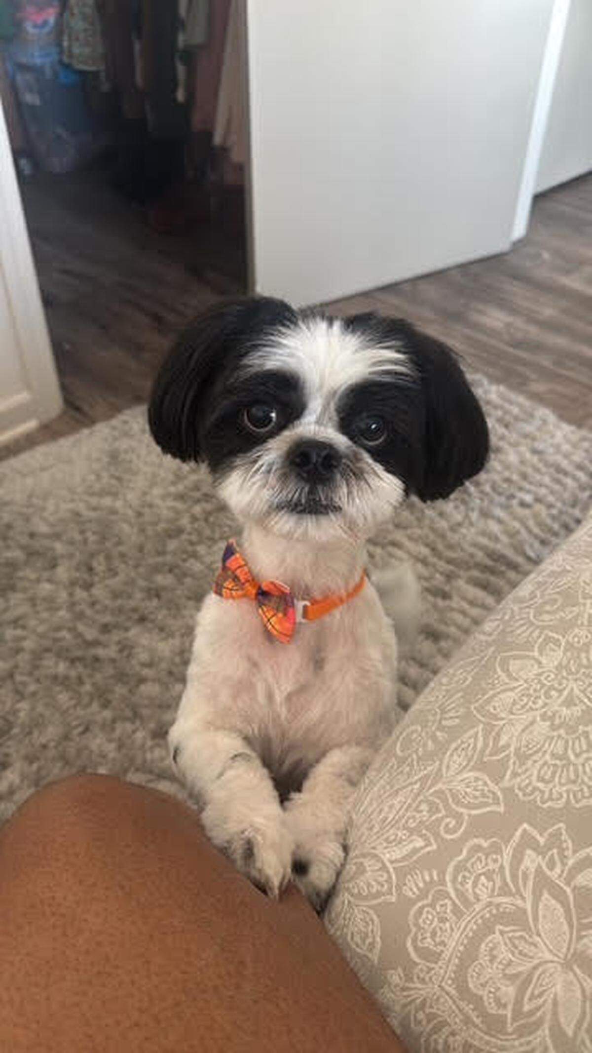 Sebastian, the winner of 2025 dog poll for Macon.