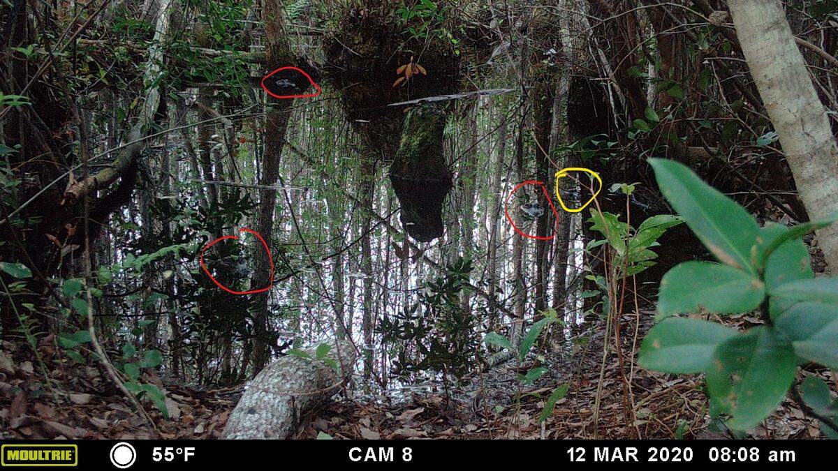 The lab circled the four alligators: Red for the three gators it saw and yellow for one a Facebook commenter found.