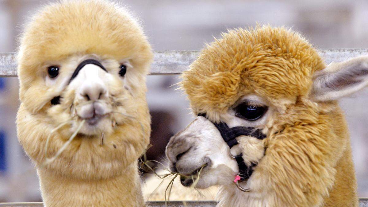 A pair of alpacas enjoy a snack before being loaded into a trailer Sunday during the Royal Alpaca Challenge and Fiber Festival at the Georgia National Fairgrounds and Agricenter in Perry in this Telegraph file photo.