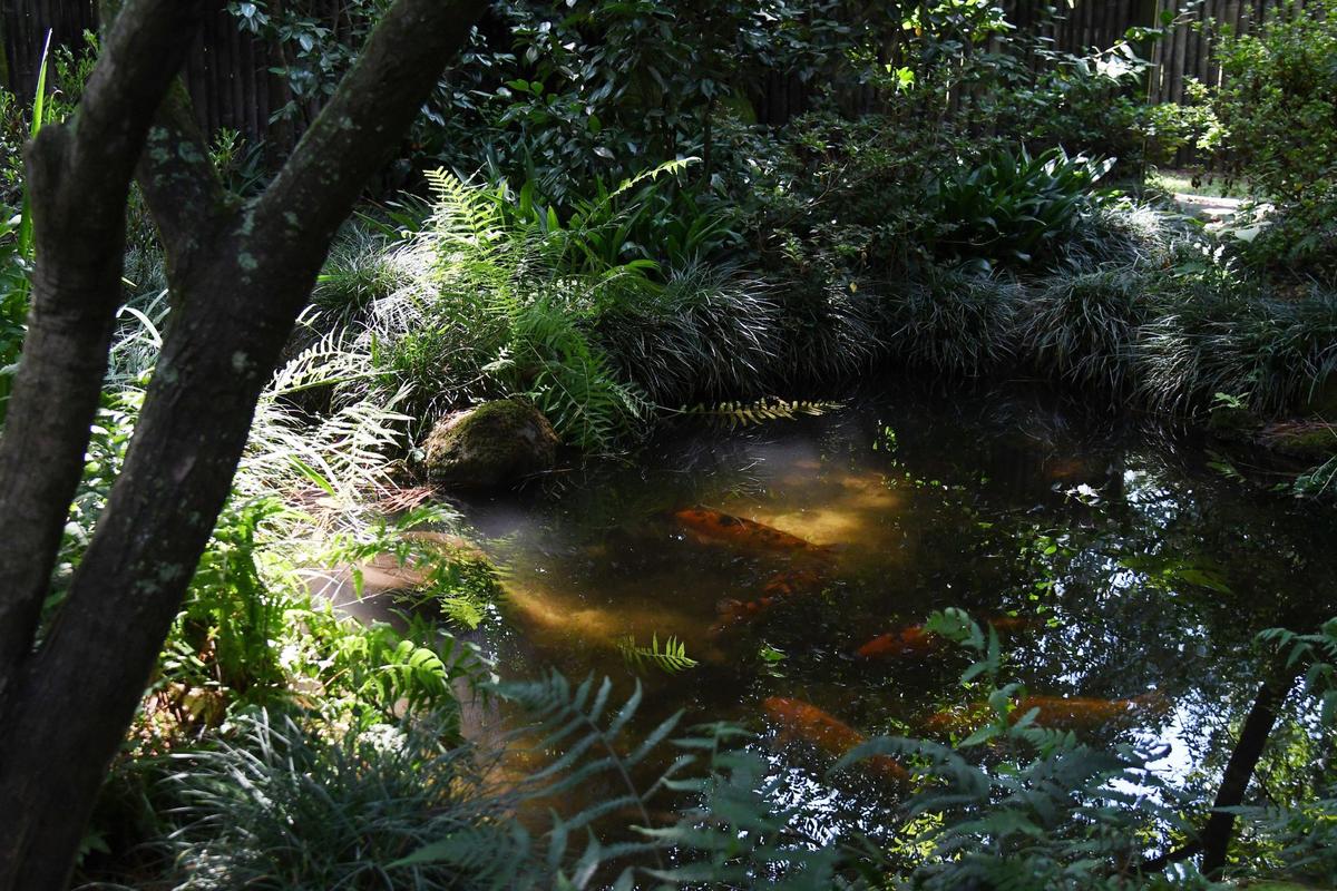 Koi fish swim through a pond in the Japanese Garden at Massee Lane Gardens on Wednesday, July 17, 2024, in Fort Valley, Georgia. The Japanese garden was built in 1985 and is one of the Massee Lane Garden’s main attractions.