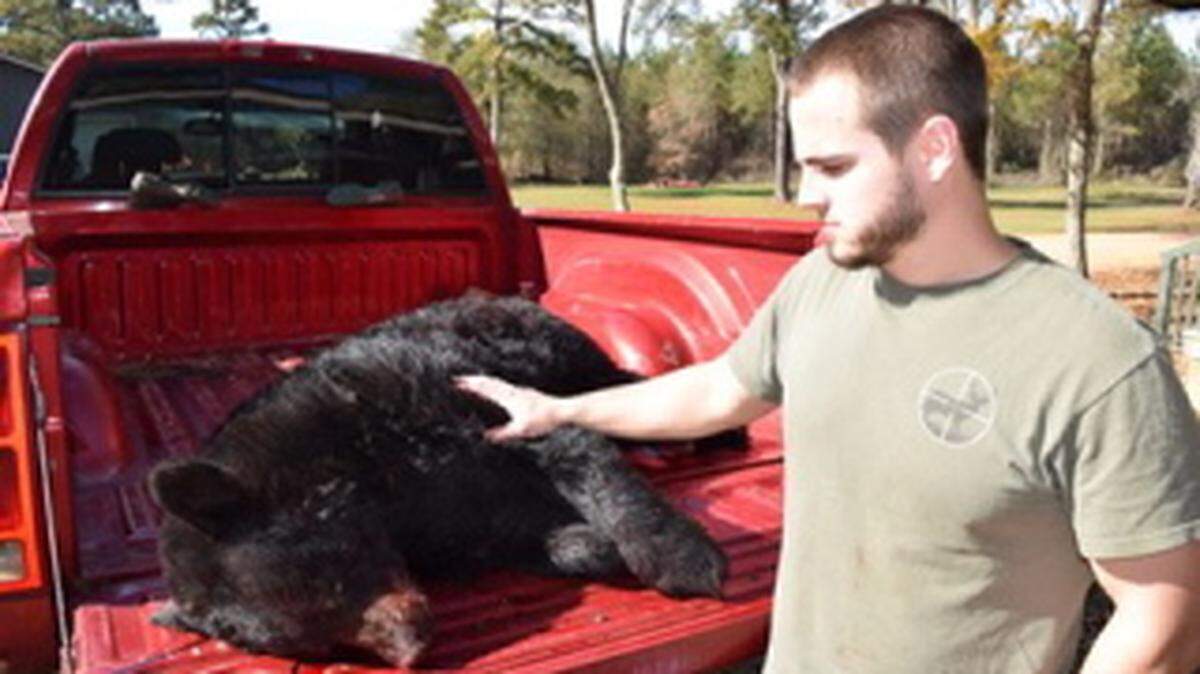 Matthew Blanton of Twiggs County harvested this 223-pound female bear in Twiggs County on Dec. 12 as part of a one-day bear hunt held in Bibb, Twiggs and Houston counties.