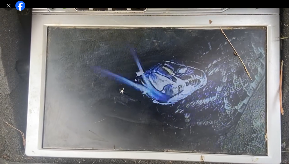 The encounter happened earlier in November and it did not come as a complete surprise. The researchers spotted the eastern diamondback vanishing into the burrow, and sent in the scope to see if a perturbed tortoise might be backed into a corner