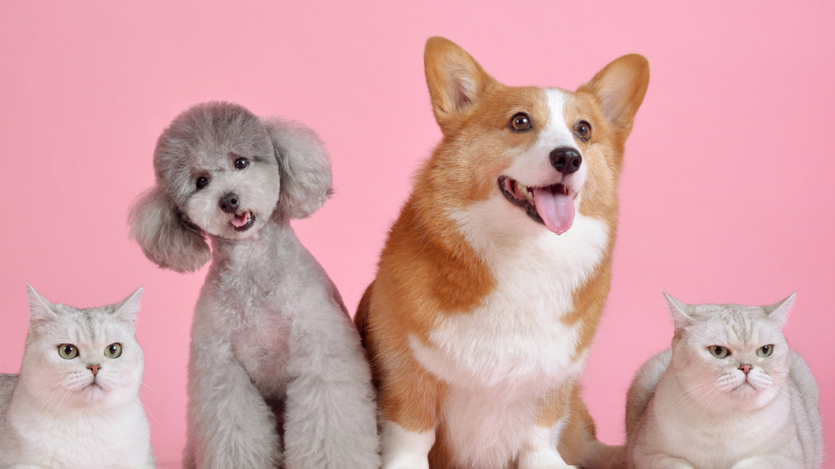 How many pets can you legally have in your home?
