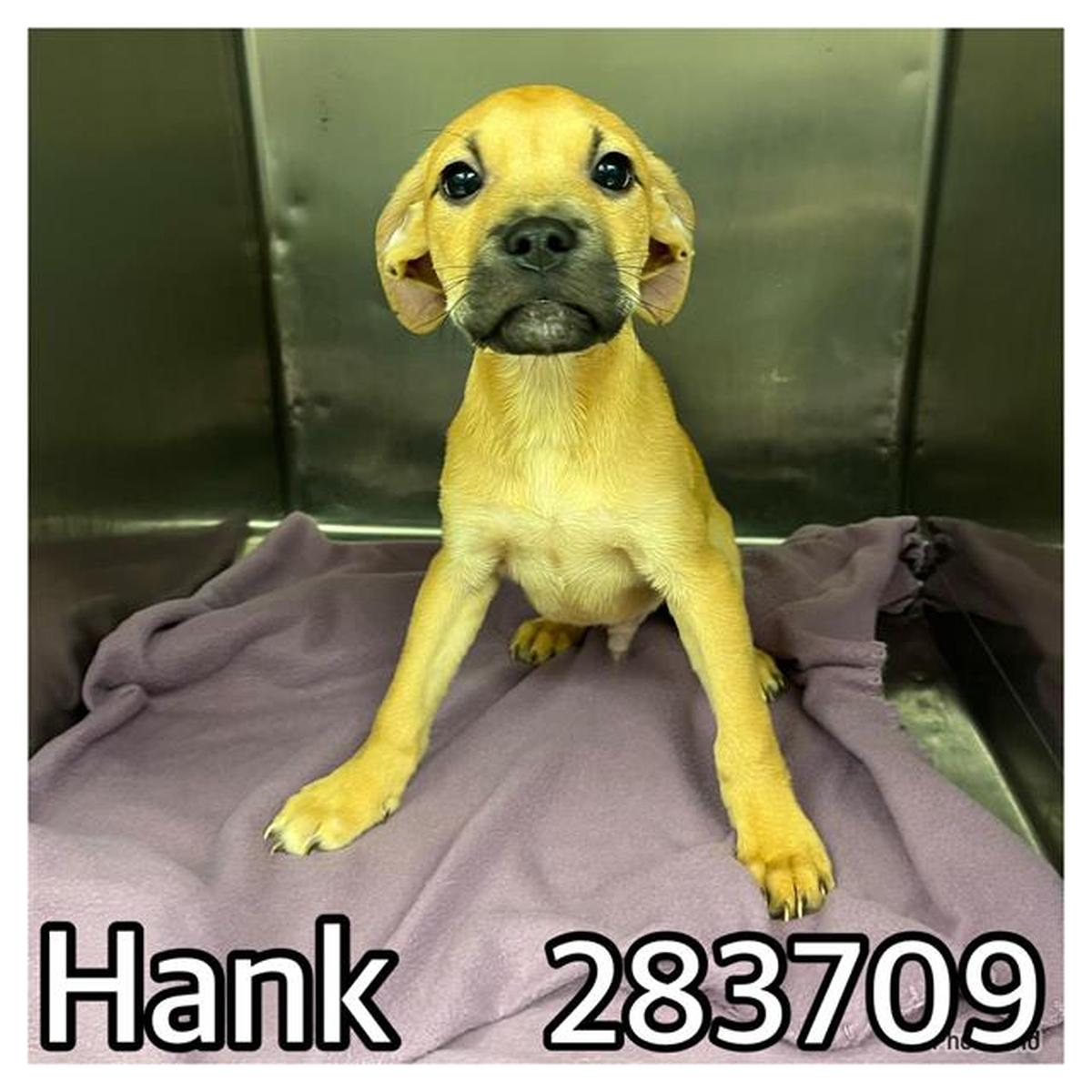 Hank is available to adopt at Macon-Bibb County Animal Shelter.
