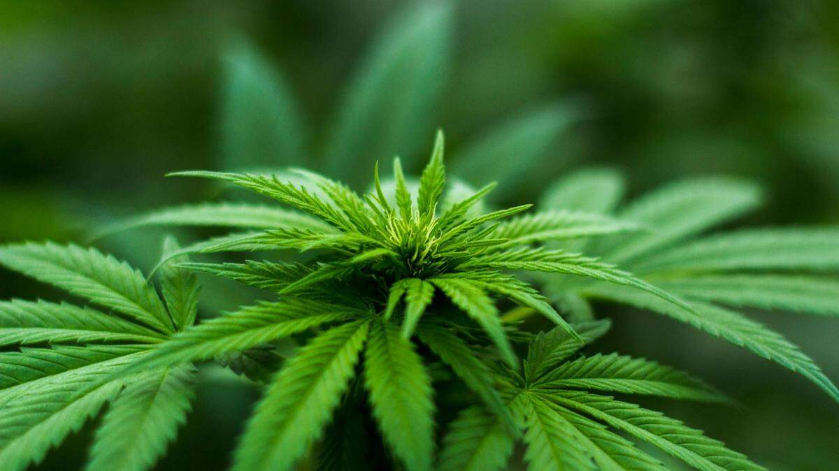 What Georgia law says about vaping weed, THC vape pens