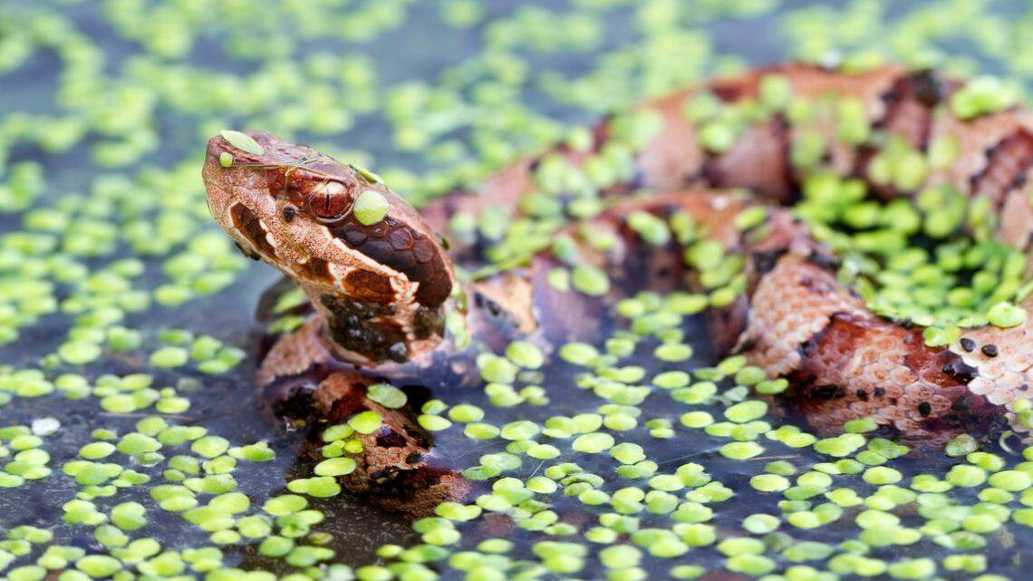 Cottonmouth (water moccasin) snake in swamp.