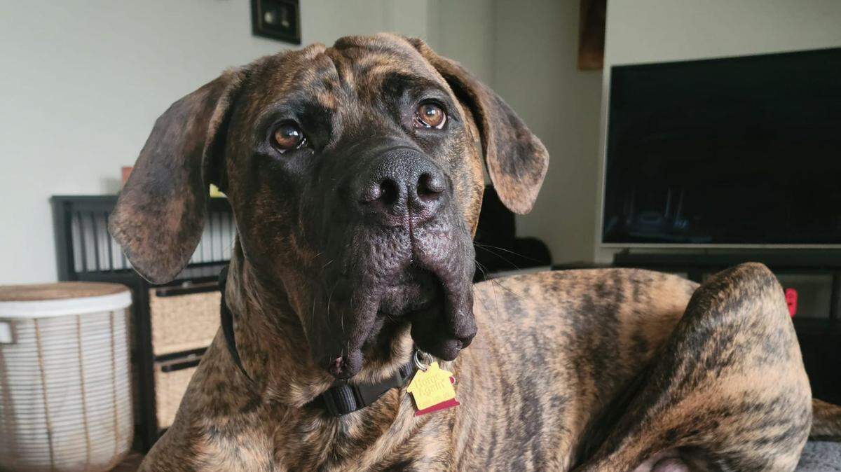This sweet boy is ineligible to win The Telegraph’s cutest dog contest, on account of being the fur baby of a Telegraph reporter.