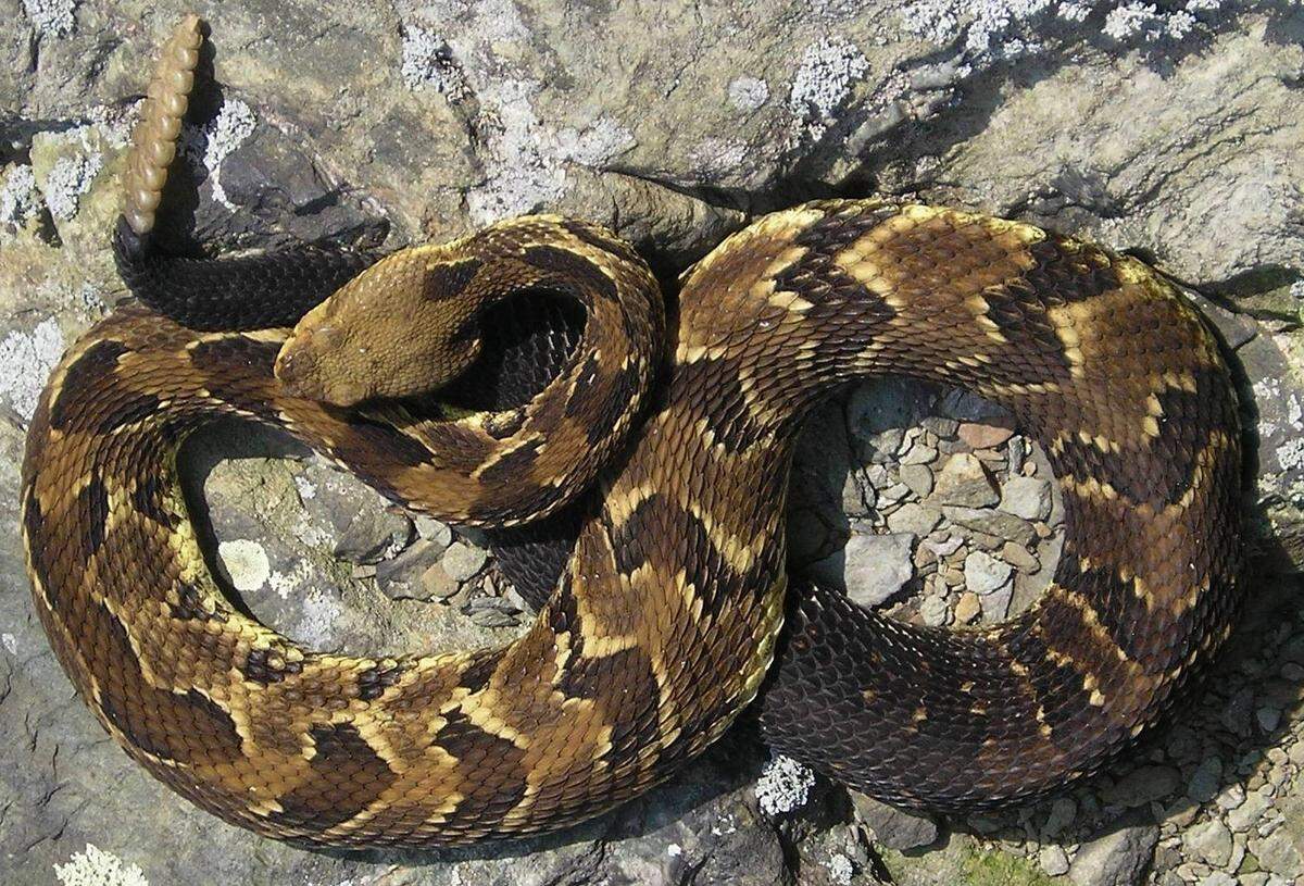 A Georgia woman witnessed a grisly “once-in-a-lifetime wildlife interaction” when she watched a venomous timber rattlesnake get eaten by an Eastern kingsnake, according to the Wildlife Resources Division.