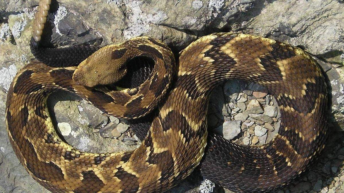 A Georgia woman witnessed a grisly “once-in-a-lifetime wildlife interaction” when she watched a large Eastern kingsnake attack and eat a venomous timber rattlesnake, according to the Wildlife Resources Division.