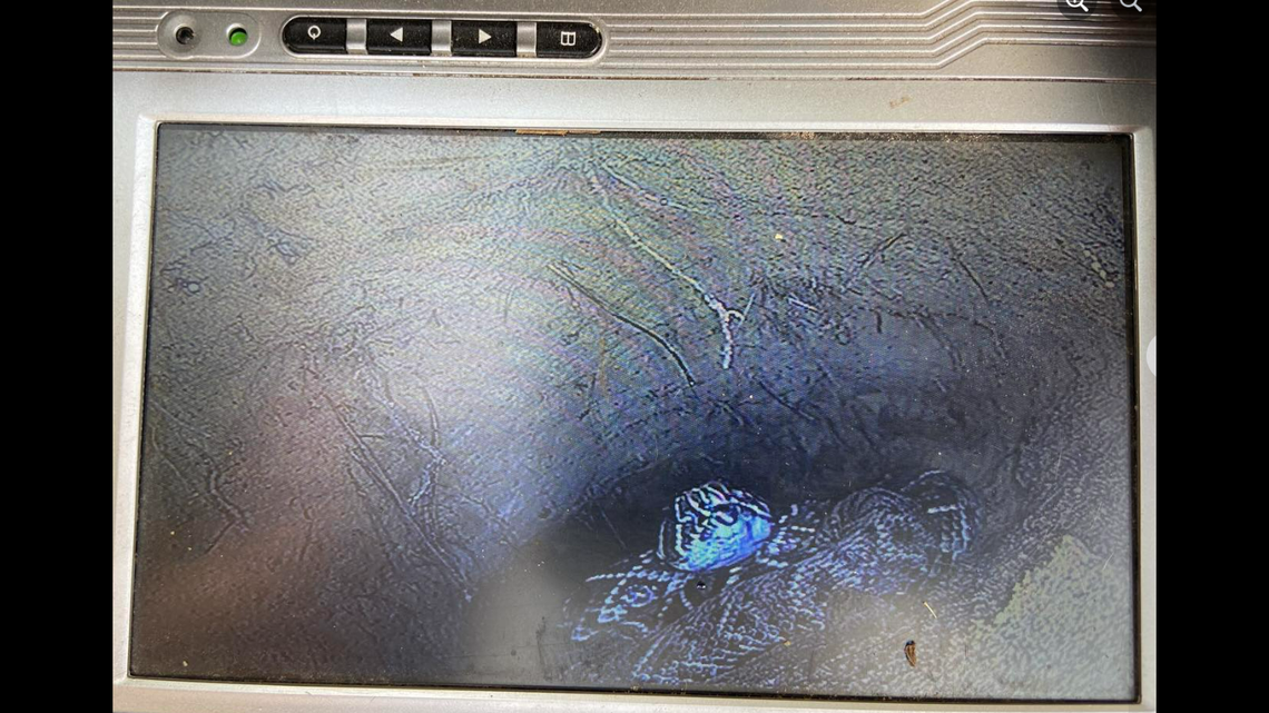 Georgia researchers sent a scope into tortoise burrow and found an annoyed eastern diamondback rattlesnake staring back at them.