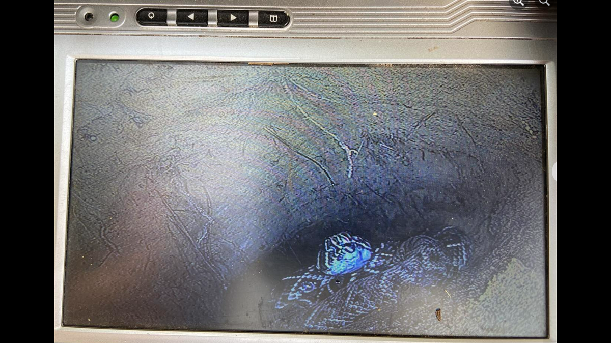 Georgia researchers sent a scope into tortoise burrow and found an annoyed eastern diamondback rattlesnake staring back at them.