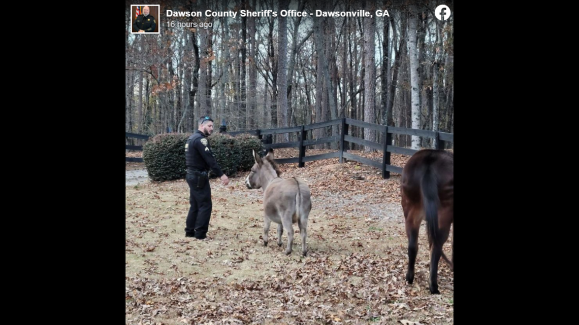 A Georgia officer lured two runaway donkeys home with apples on Saturday, Nov. 17. Earlier this month, he captured another runaway donkey that was spotted possibly wearing a face mask.