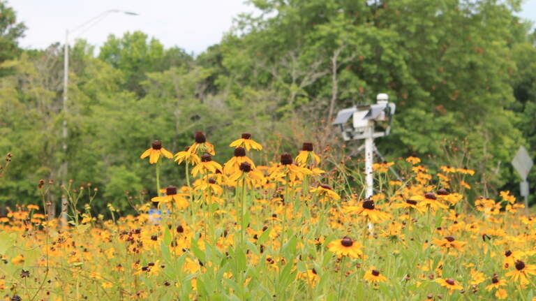 Seen these solar-powered posts in Georgia among I-85 wildflowers? Here’s what they do