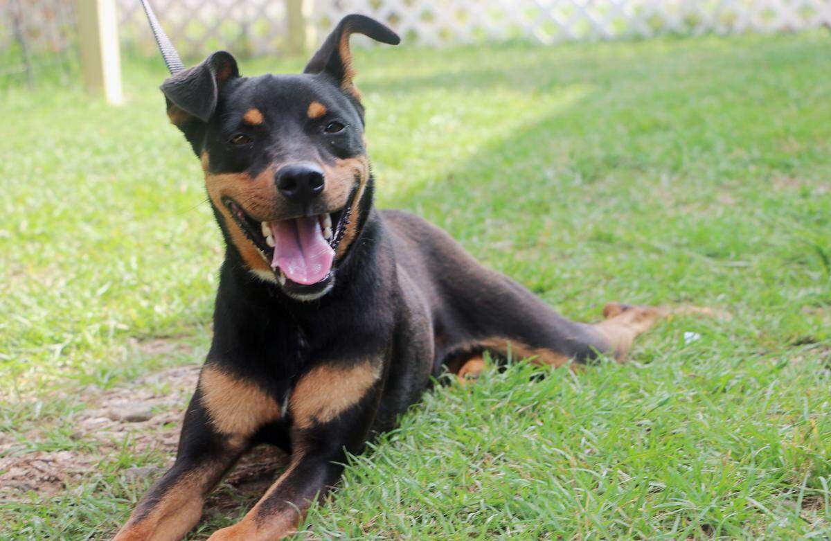 Trip was a resident of Friends of Perry Animal Shelter for a year, but has been adopted and now has a happy home.