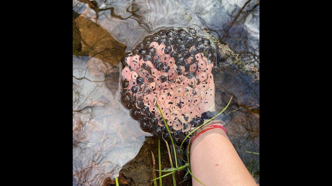 This creepy photo is a cluster of wood frog eggs found at Smithgall Woods State Park, about 90 miles northeast of Atlanta.