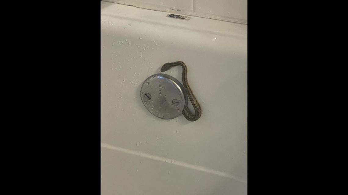 The snake kept slithering in and partially out of the overflow drain.