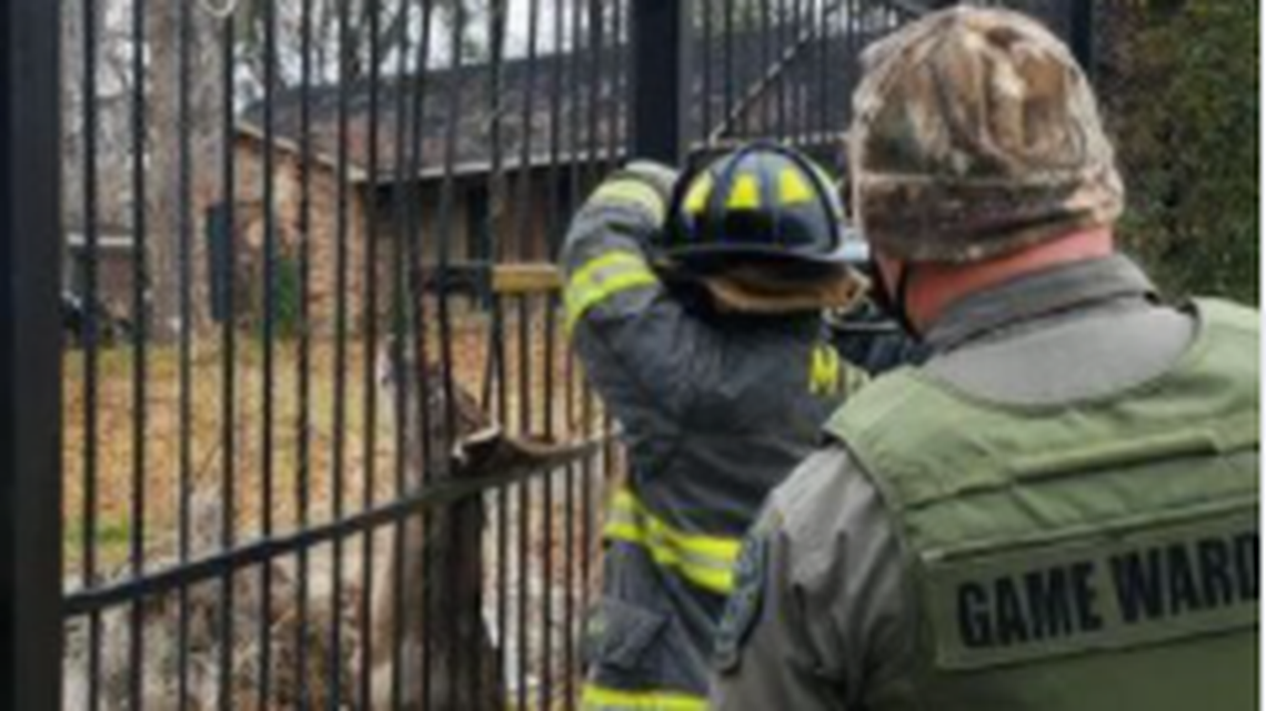 How does a deer get its head caught in an iron fence, and more importantly, how do you get it out. It wasn’t easy, Alabama rescuers say.