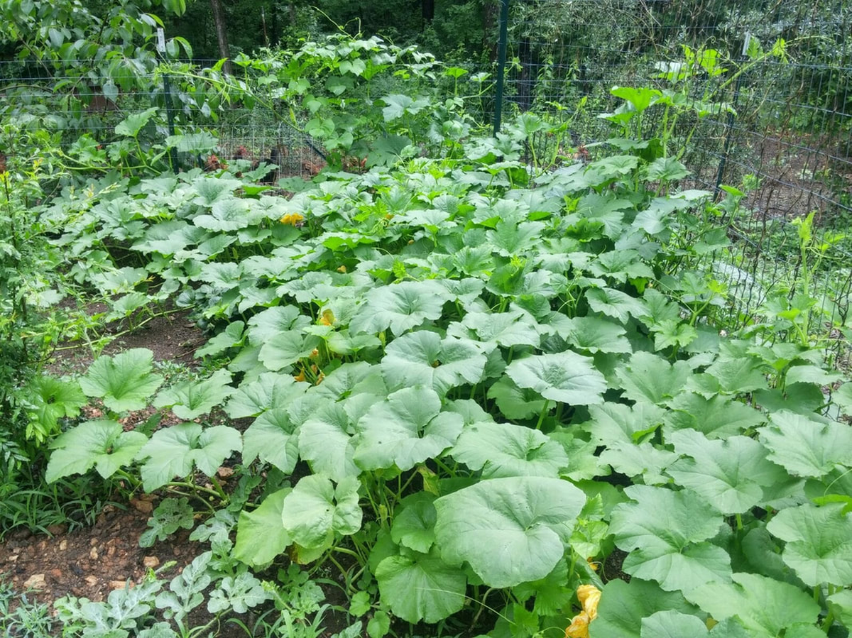 Rachid Chafyaay still grows fruits and vegetables for his family, just not for sale.