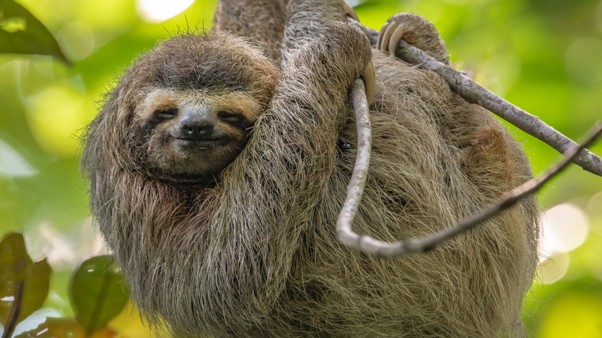Leave sloths alone. They are one of dozens of animals illegal to have as pets in GA.