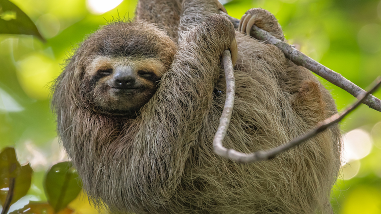 From snakes to monkeys, here’s a list of animals that are illegal pets in Georgia