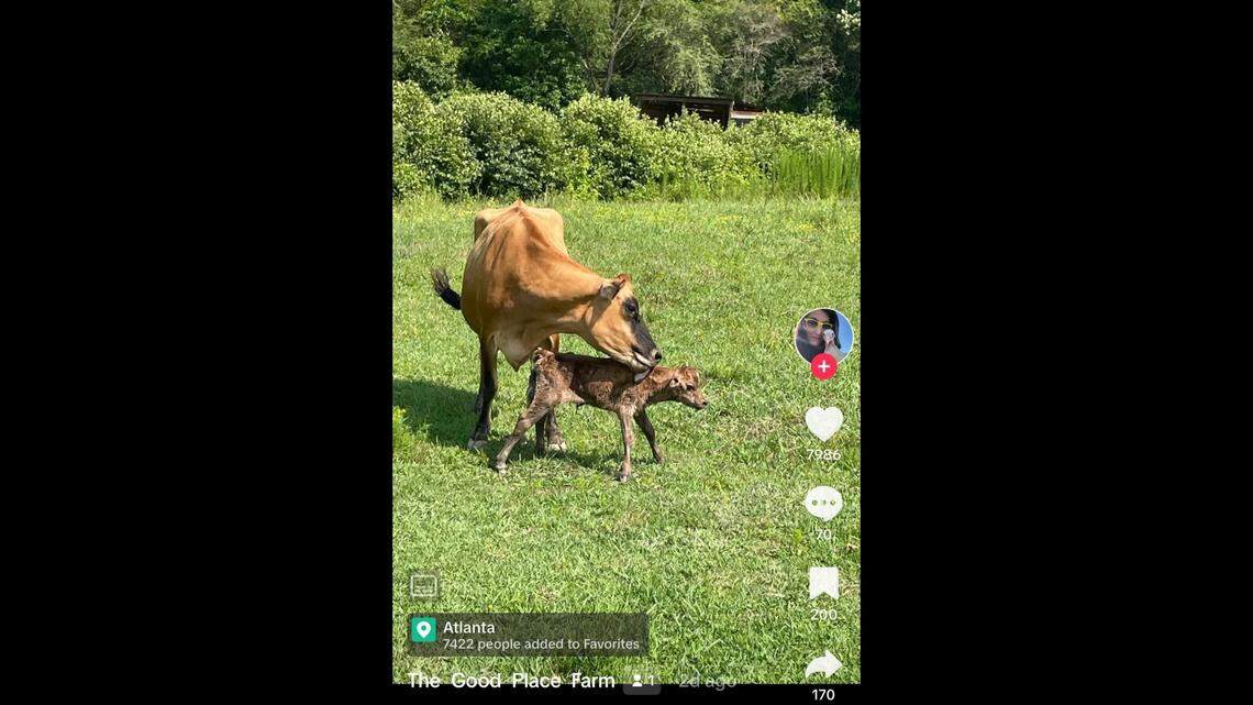 A cow named Milkshake gave birth to a little girl in Georgia.