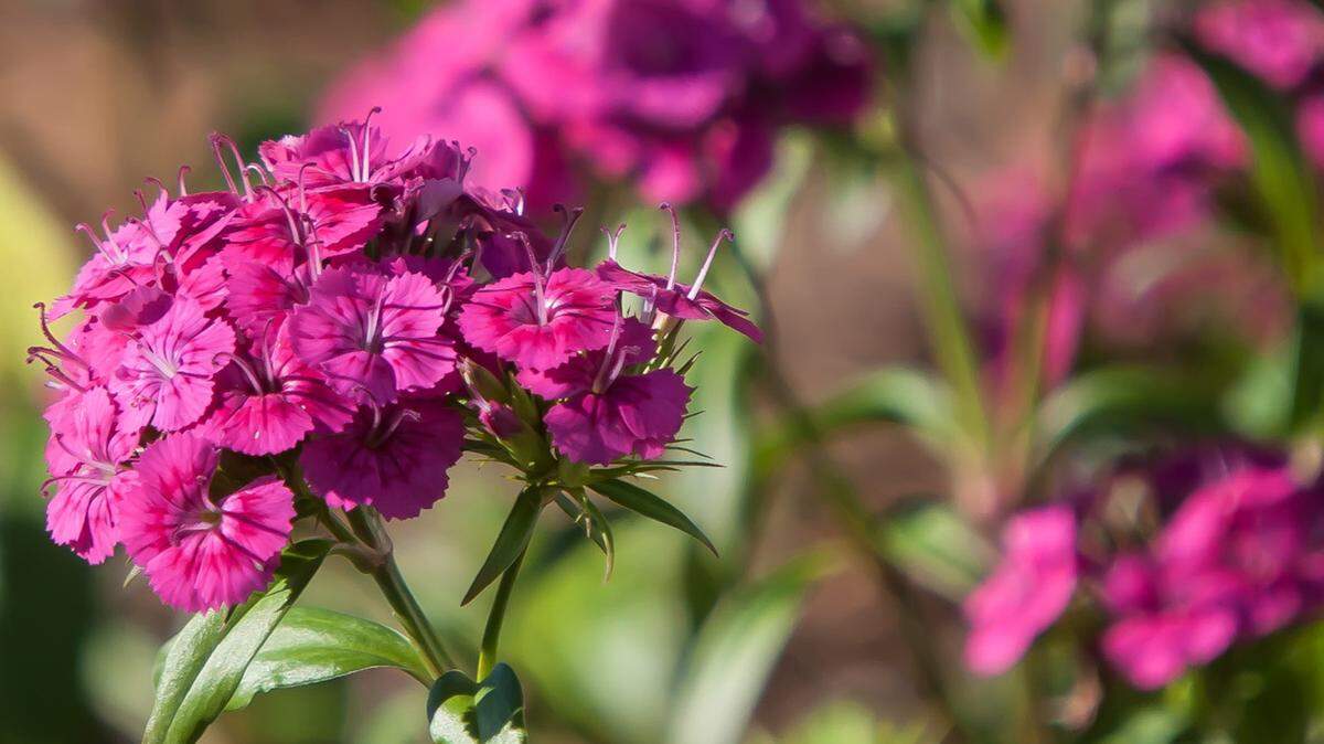TRIBUNE NEWS SERVICEJolt Pink dianthus was selected as a 2015 All-America Bedding Plant Award winner.