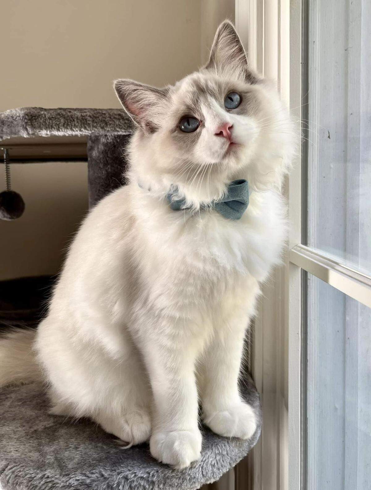 Seymour, the ragdoll cat.