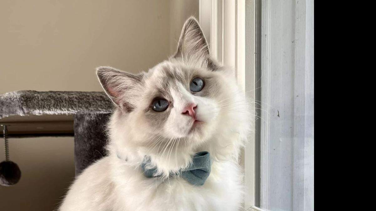 Seymour, the ragdoll cat.
